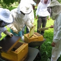 Bienen abfegen