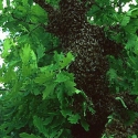 33)Bienenschwarm einfangen
