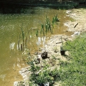 57)Bepflanz.Uferzone
