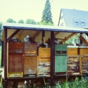 Bienenstand 1992