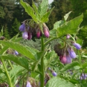 Beinwell1 (600x800).jpg