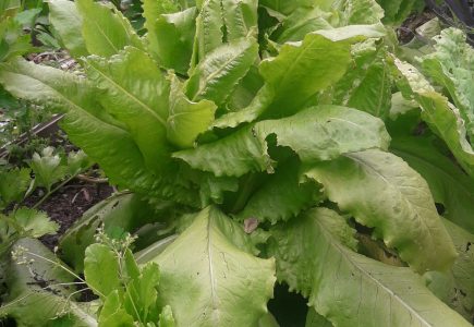 Pflanze des Monats Juli: Pflücksalat “Venezianer”