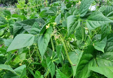 Pflanze des Monats Juli: Buschbohne “Paas Lintorfer Frühe”