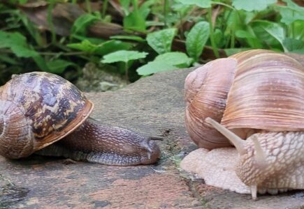 Tier des Monats – Gefleckte Weinbergschnecke