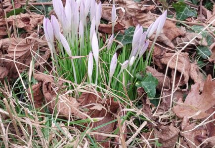 Pflanze des Monats Februar – Elfenkrokus