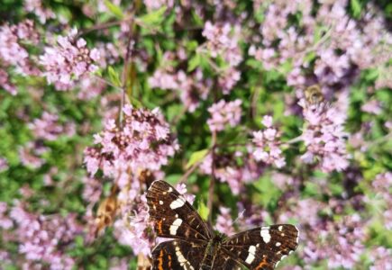 Pflanze und Tier des Monats Juli – Dost und Landkärtchen