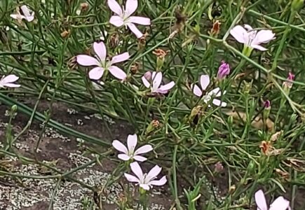 Pflanze des Monats September – Felsennelke
